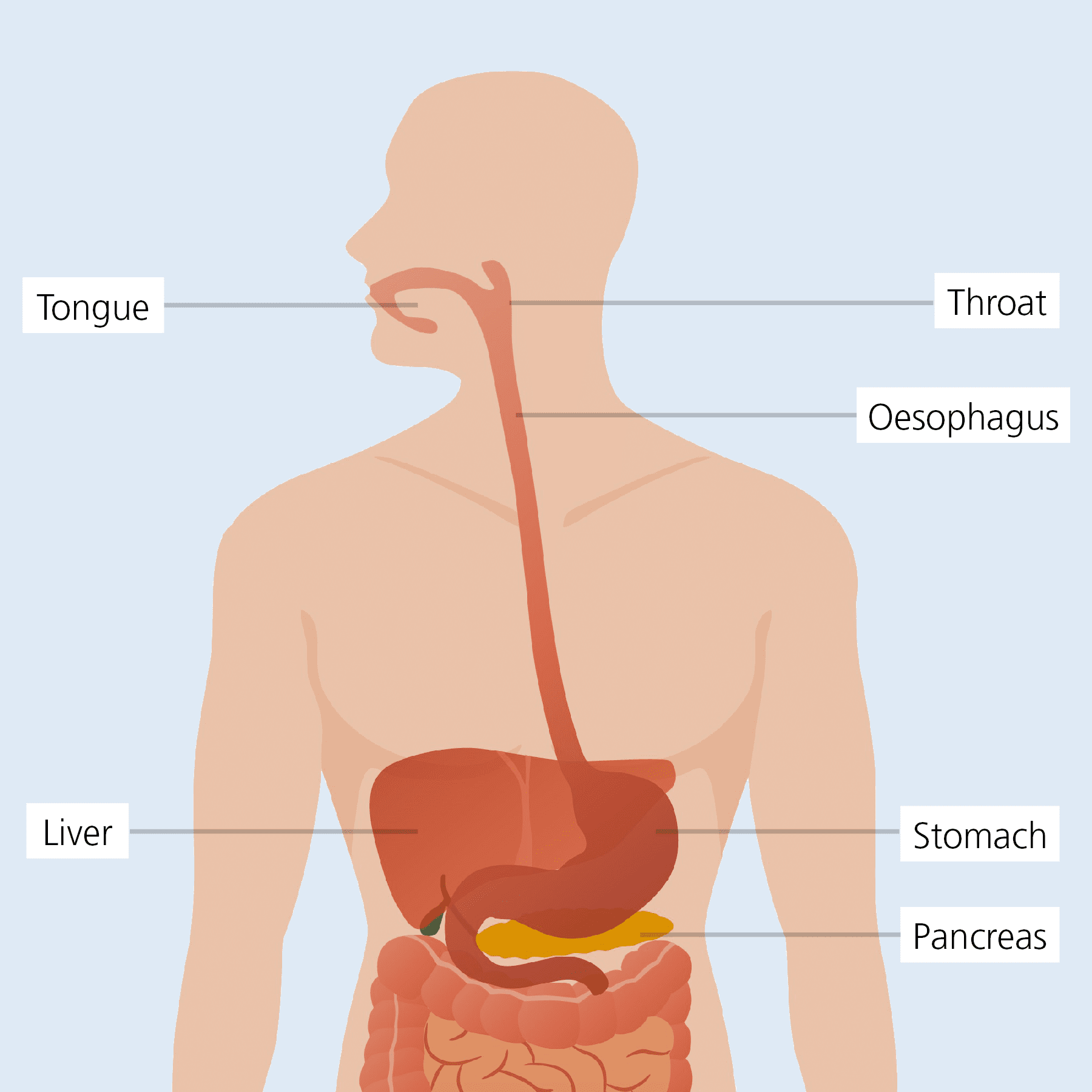 eosinophilic-esophagitis-eoe-oesophagus The oesophagus connects the mouth with the stomach
